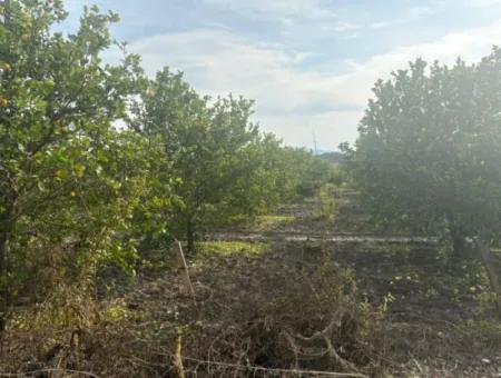 Einzeleigentumsurkunde 5617M2 Zitronengarten Zum Verkauf In Tepearası