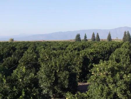 Garten Zum Verkauf In Oriya Tepearasi Zwischen Der Peak 65,000M2 Orange Garten Zum Verkauf