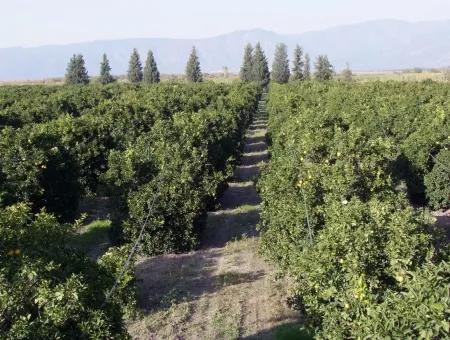 Garten Zum Verkauf In Oriya Tepearasi Zwischen Der Peak 65,000M2 Orange Garten Zum Verkauf