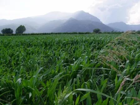 Bauernhof Zum Verkauf In Der Nähe Des Zentrums Von Dalyan,14, 612M2 Bauernhof Zum Verkauf