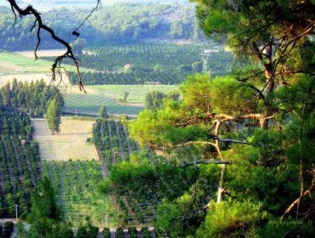 Gökçe Gökçe 21671M2 Bauernhof Zum Verkauf Zum Verkauf