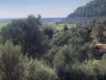 Grundstück Zum Verkauf Mit Meerblick Von Fevziye