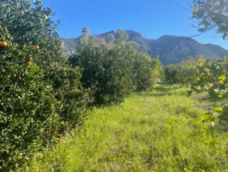 Dalyan Grundstück Zum Verkauf 5227M2 Grundstück Zum Verkauf