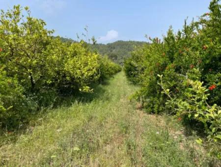 7800M2 Grundstück Zum Verkauf Am Anfang Der Strandstraße Iztuzu In Gökbel