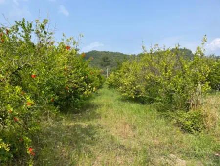 7800M2 Grundstück Zum Verkauf Am Anfang Der Strandstraße Iztuzu In Gökbel