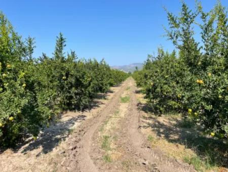 10.000 M2 Granatapfelgarten Zum Verkauf In Dalyan Arıkbaşı Und Gerendüzün