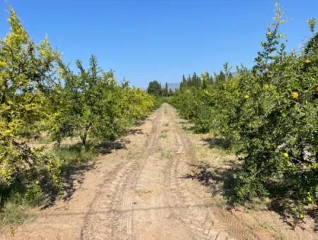 10.000 M2 Granatapfelgarten Zum Verkauf In Dalyan Arıkbaşı Und Gerendüzün