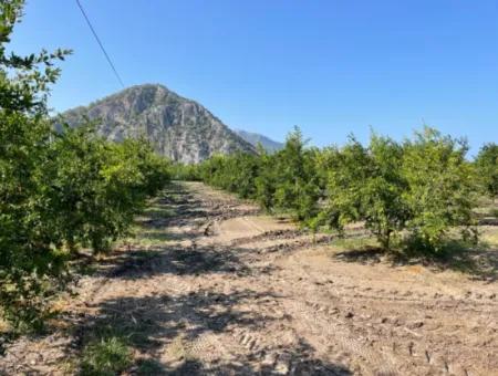 10.000 M2 Granatapfelgarten Zum Verkauf In Dalyan Arıkbaşı Und Gerendüzün