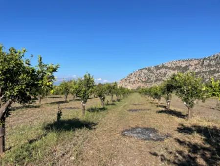 Grundstück Zum Verkauf In Dalyan In Der Nähe Des Zentrums Von 6600M2