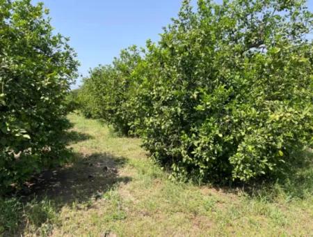 10.000M2 Grundstück Zum Verkauf Im Bebauten Gebiet Des Dorfes In Okçular