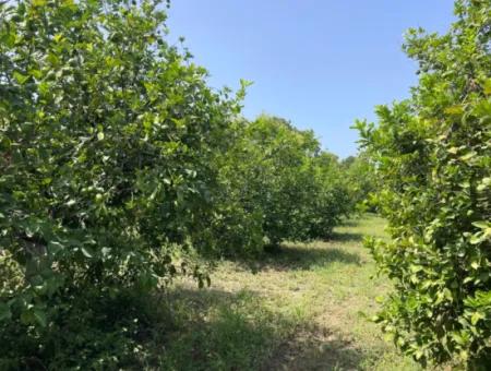 10.000M2 Grundstück Zum Verkauf Im Bebauten Gebiet Des Dorfes In Okçular