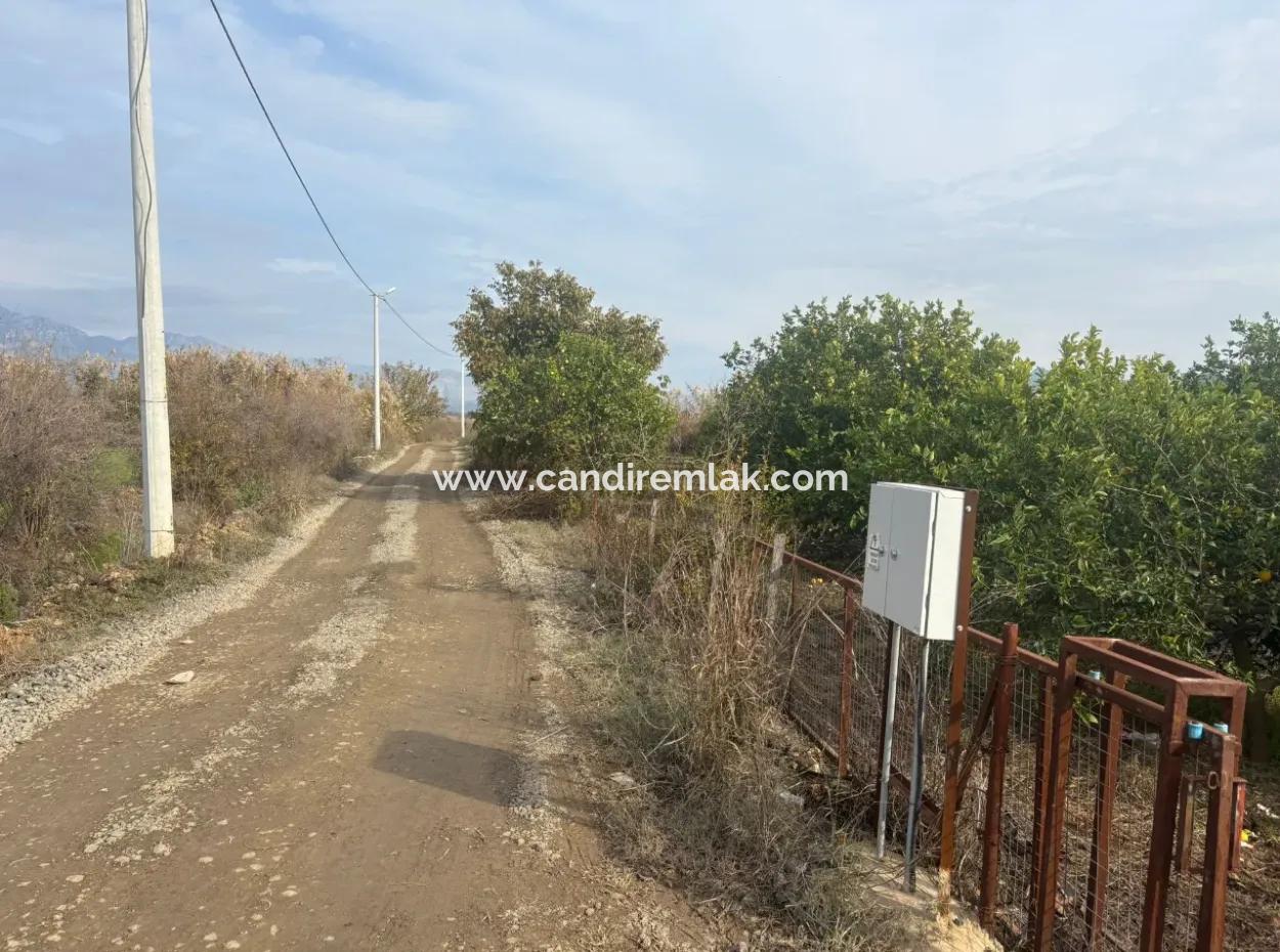 Single Title Deed 5617M2 Lemon Orchard For Sale In Tepearası