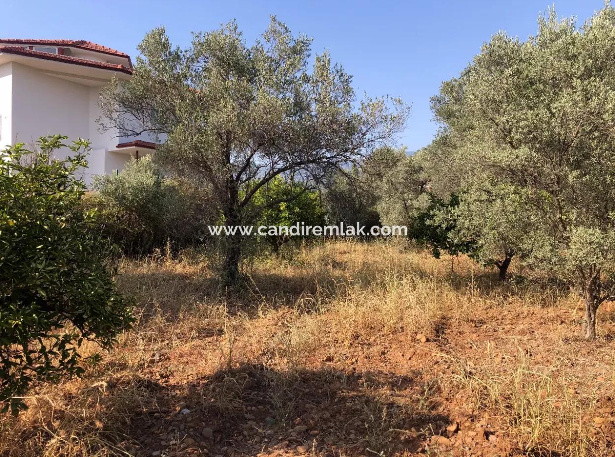 Land Field For Sale In Köyceğinz Yangi 9406M2 Land For Sale