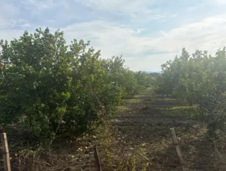 Single Title Deed 5617M2 Lemon Orchard For Sale In Tepearası