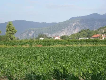 Farm For Sale Near The Centre Of Dalyan,14, 612M2 Farm For Sale