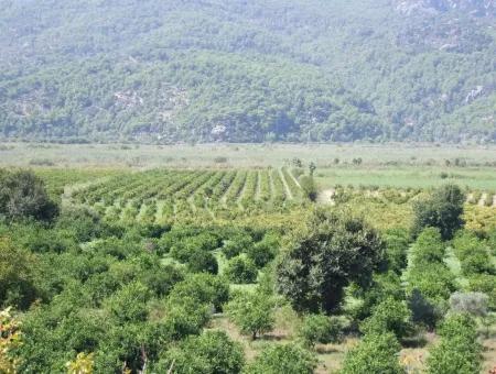 For Sale Farm For Sale In Dalyan 73410M2