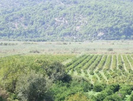 For Sale Farm For Sale In Dalyan 73410M2