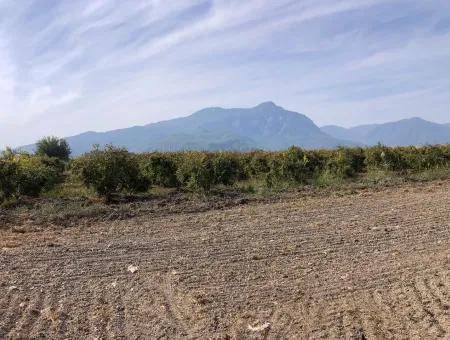 Land For Sale In Esköy 8500M2 Field Land For Sale