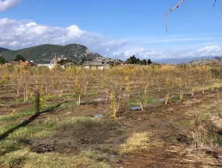 Land For Sale In Dalyan Istuzu Yollu On 24,000M2 Pomegranate Garden For Sale