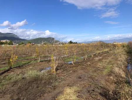 Land For Sale In Dalyan Istuzu Yollu On 24,000M2 Pomegranate Garden For Sale