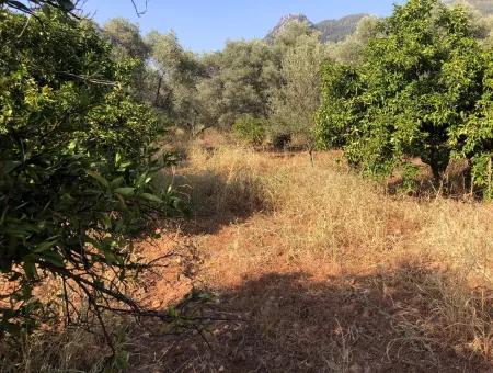 Land Field For Sale In Köyceğinz Yangi 9406M2 Land For Sale