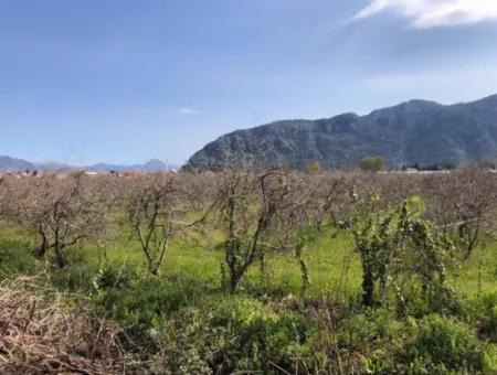 5500M2 Land For Sale In Dalyan