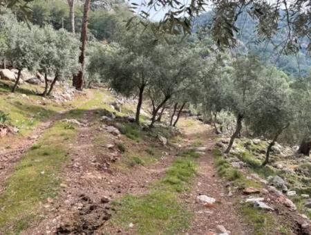 Olive House With Sea View In Ekincik Is For Sale