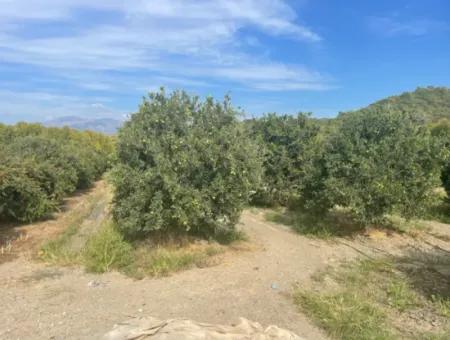 4000M2 Land For Sale Zoned In Village Built-Up Area In Tepearasin