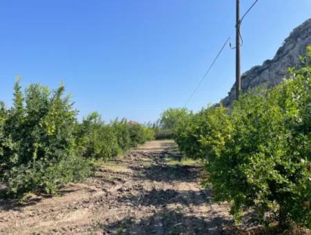 10,000M2 Pomegranate Garden For Sale In Dalyan Arıkbaşı And Gerendüzün