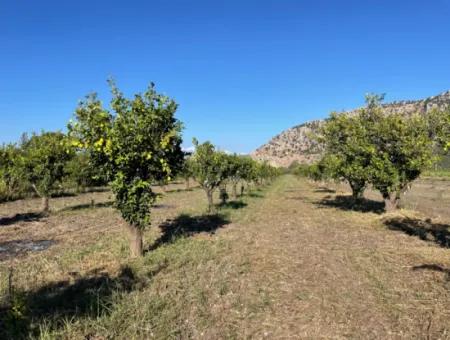 Land For Sale In Dalyan Close To The Center Of 6600M2