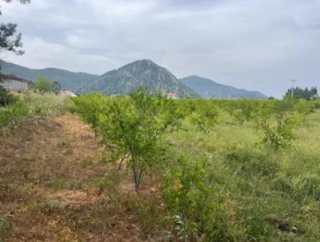 Field For Sale 6500M2 In Dalyan