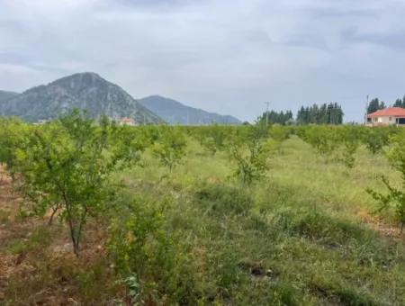 Field For Sale 6500M2 In Dalyan