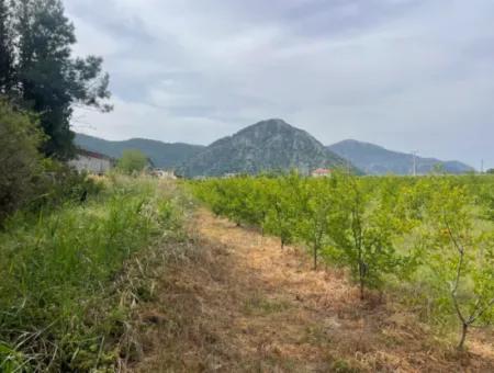 Field For Sale 6500M2 In Dalyan