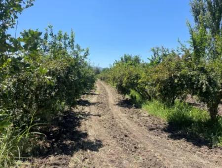 Road-New 6820M2 Pomegranate And Lemon Orchard Is For Sale In Tepearası