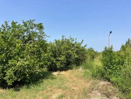 10.000M2 Land For Sale In The Village Built-Up Area In Okçular