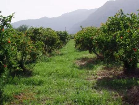 Dalyan İztuzu Satılık Bahçe Dalyan Göle Sıfır Satılık Arsa