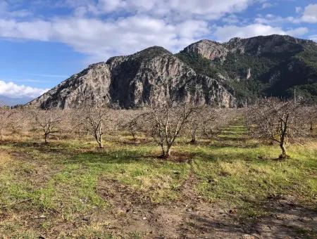 Dalyan Satılık Arazi İztuzu Yollu Üzerinde 24,000M2 Satılık Nar Bahçesi