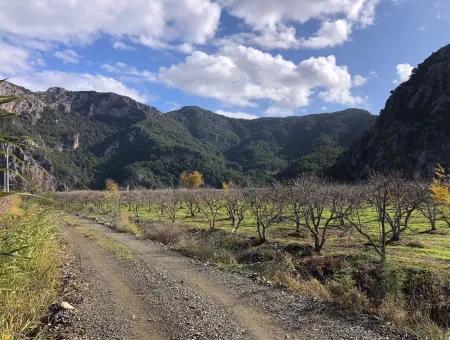 Dalyan Satılık Arazi İztuzu Yollu Üzerinde 24,000M2 Satılık Nar Bahçesi