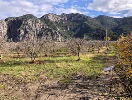 Dalyan Satılık Arazi İztuzu Yollu Üzerinde 24,000M2 Satılık Nar Bahçesi