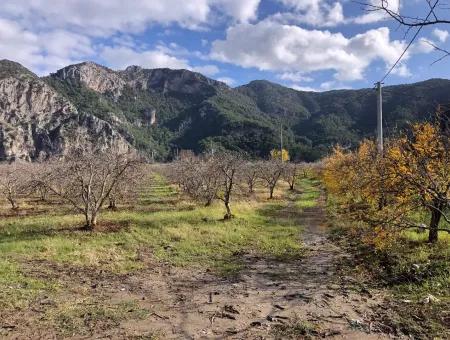 Dalyan Satılık Arazi İztuzu Yollu Üzerinde 24,000M2 Satılık Nar Bahçesi