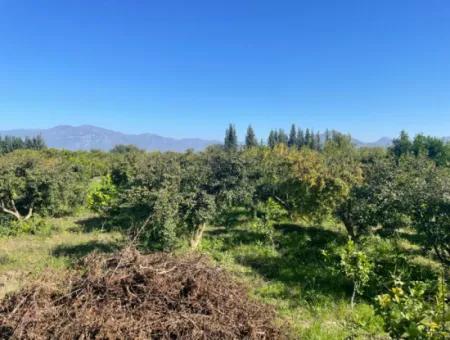 Dalyan'da Satılık 2223M2 Tarla