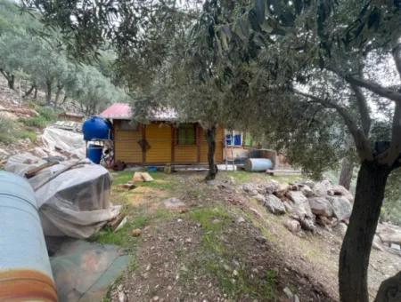 Ekincikde Deniz Manzaralı Zeytin Evi Satılıktır