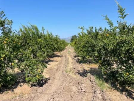 Dalyan Arıkbaşı Ve Gerendüzün'de 10,000M2 Satılık Nar Bahçesi