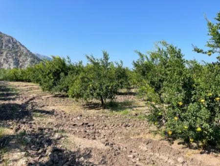 Dalyan Arıkbaşı Ve Gerendüzün'de 10,000M2 Satılık Nar Bahçesi